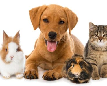 How to Choose the Right Pet for Your Family