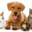 How to Choose the Right Pet for Your Family